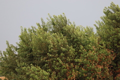 Prunus serotina