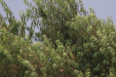 Prunus serotina