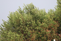 Prunus serotina