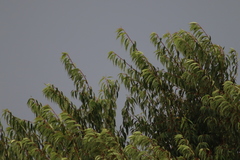 Prunus serotina