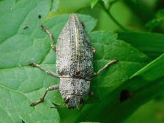 Dicerca aenea