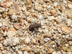 Cicindela gemmata