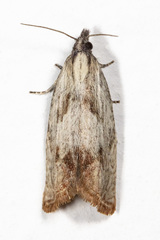 Eucosma radiatana