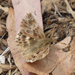 Muschampia baeticus
