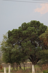 Juniperus deppeana deppeana