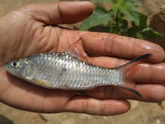 Hampala macrolepidota