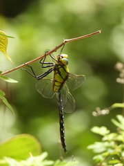 Anax nigrofasciatus