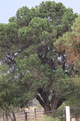 Juniperus deppeana deppeana