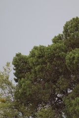 Juniperus deppeana deppeana