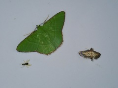 Cnaphalocrocis trebiusalis