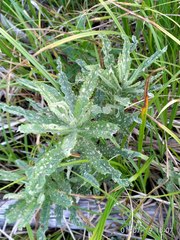 Jacobaea paludosa lanata