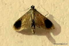Almonia
