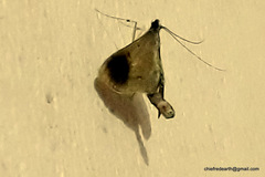 Almonia