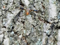 Idana marginata