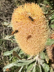Banksia media