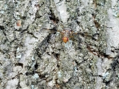 Idana marginata