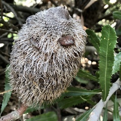 Banksia media