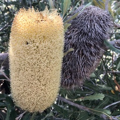 Banksia media
