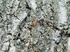 Idana marginata
