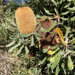 Banksia media