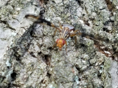 Idana marginata