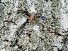 Idana marginata