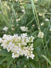 Ligustrum vulgare