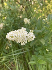 Ligustrum vulgare