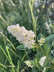 Ligustrum vulgare