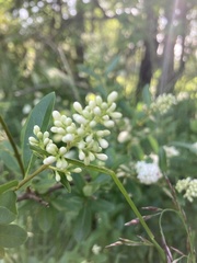 Ligustrum vulgare