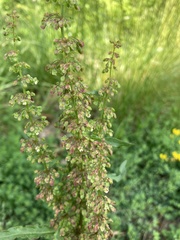 Rumex crispus