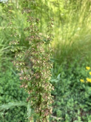 Rumex crispus
