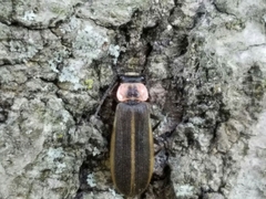 Podabrus brevicollis