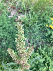 Rumex crispus