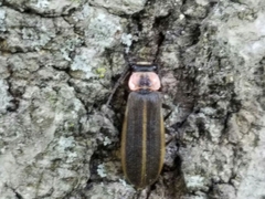 Podabrus brevicollis