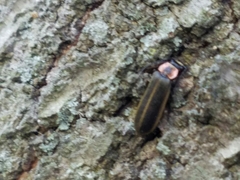 Podabrus brevicollis