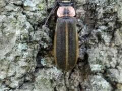 Podabrus brevicollis