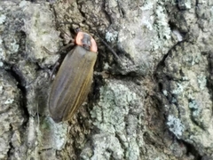 Podabrus brevicollis