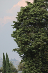 Pinales