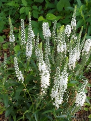 Veroniceae