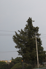 Pinales