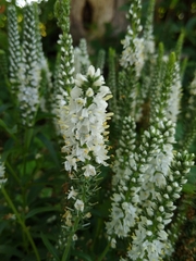 Veroniceae