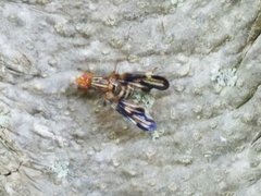 Idana marginata