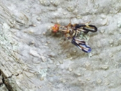 Idana marginata