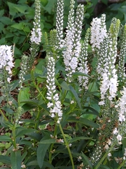 Veroniceae