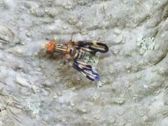 Idana marginata