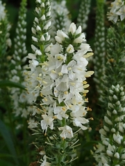 Veroniceae
