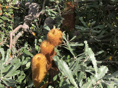 Banksia media