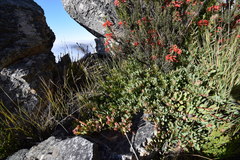 Protea venusta