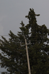Pinales